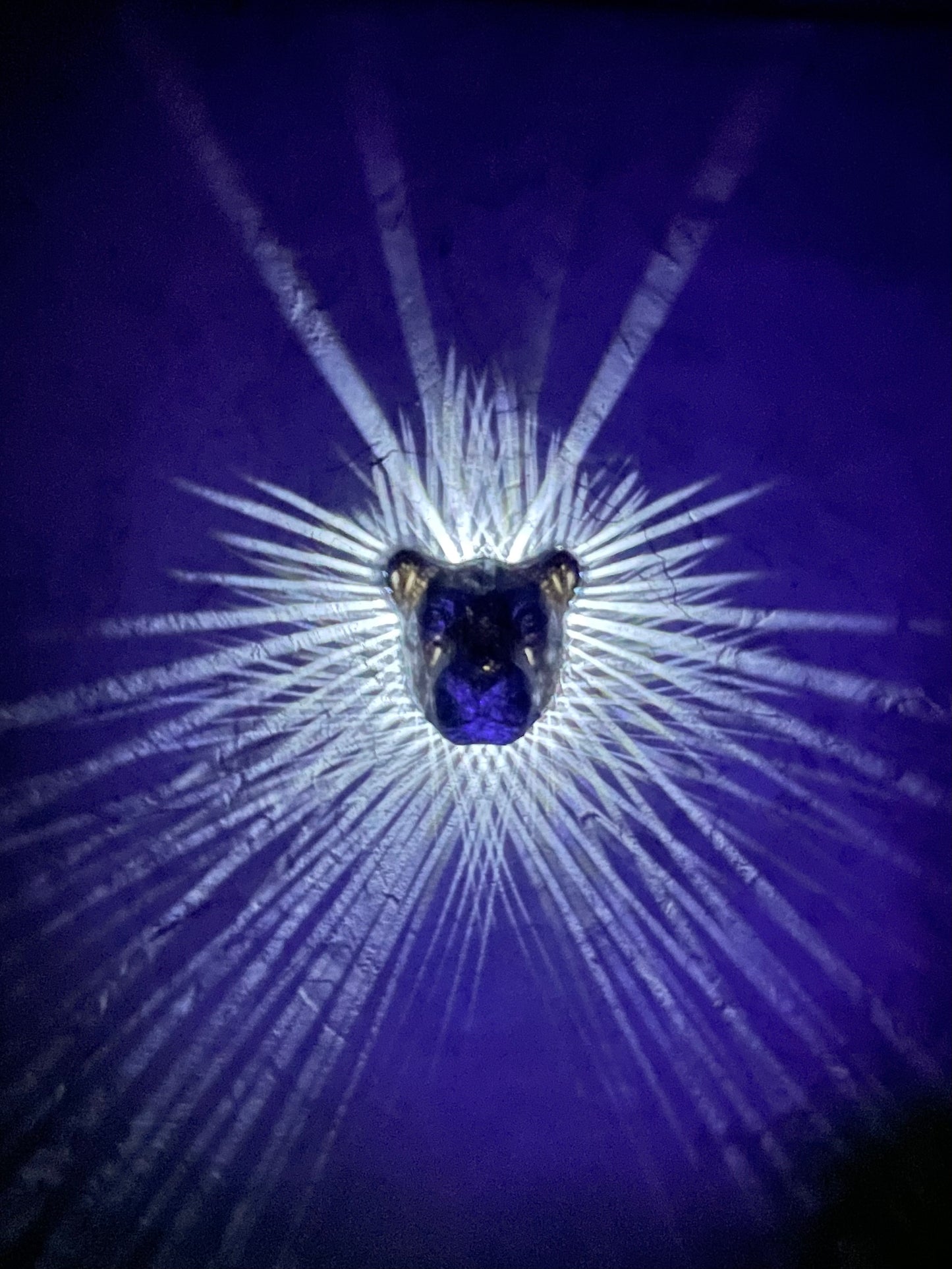 Light Explosions - Wall Lamps - Lion's Mane, Eagle's Wings, Fairy's Wings, Owl's Wings, and Pegasus' Wings