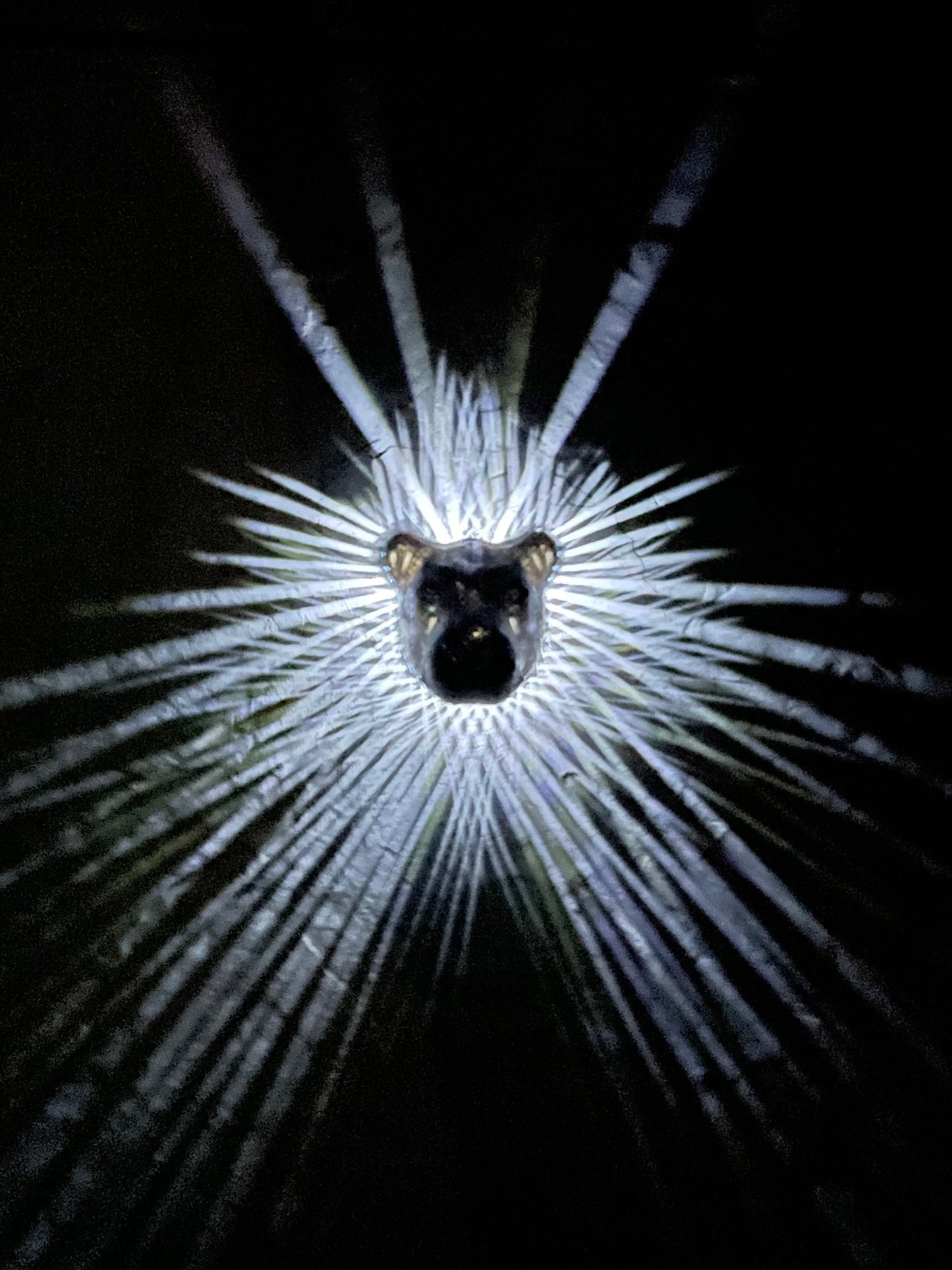 Lion Head Lamp - 3D Print - Illuminate the wall with the mane pattern.