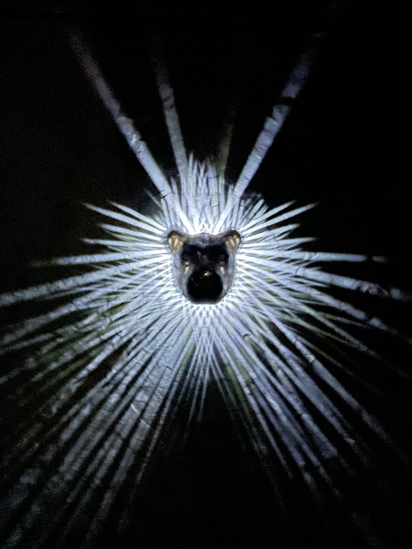 Lion Head Lamp - 3D Print - Illuminate the wall with the mane pattern.