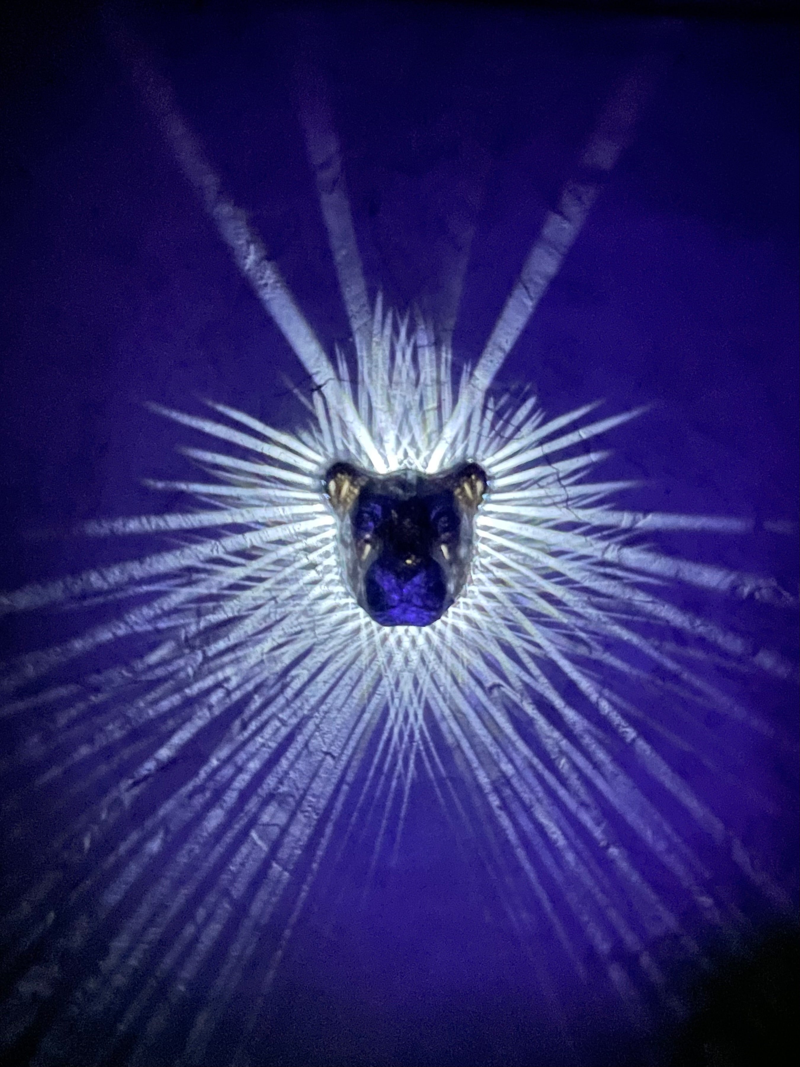 Light Explosions - Wall Lamps - Lion's Mane, Eagle's Wings, Fairy's Wings, Owl's Wings, and Pegasus' Wings