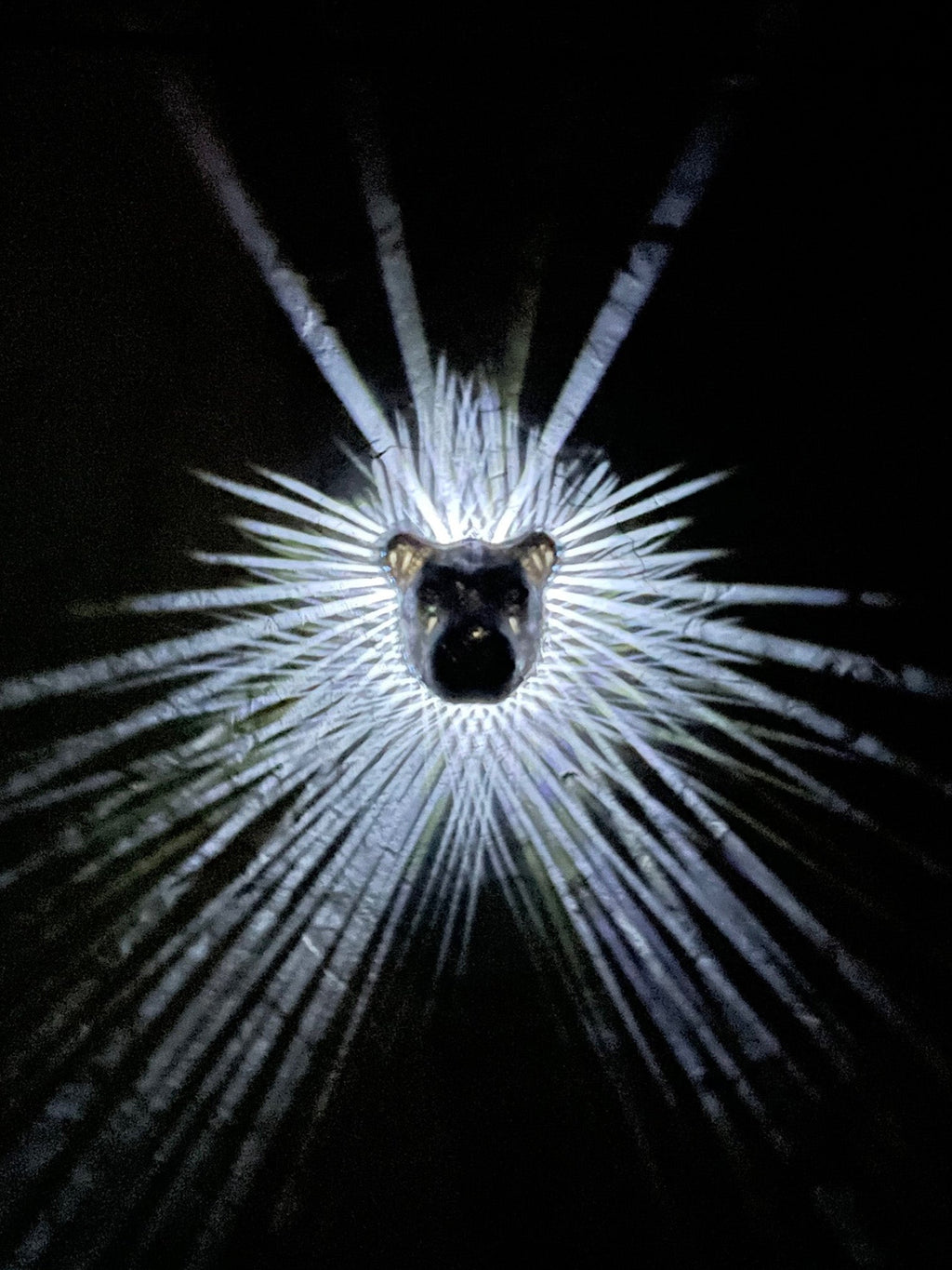Lion Head Lamp - 3D Print - Illuminate the wall with the mane pattern.